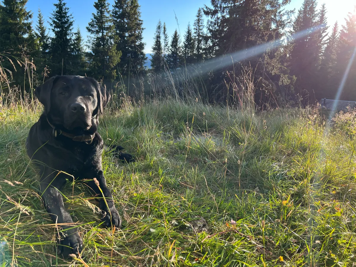 Baloo, en svart labrador, ligger i gresset ved hytta
