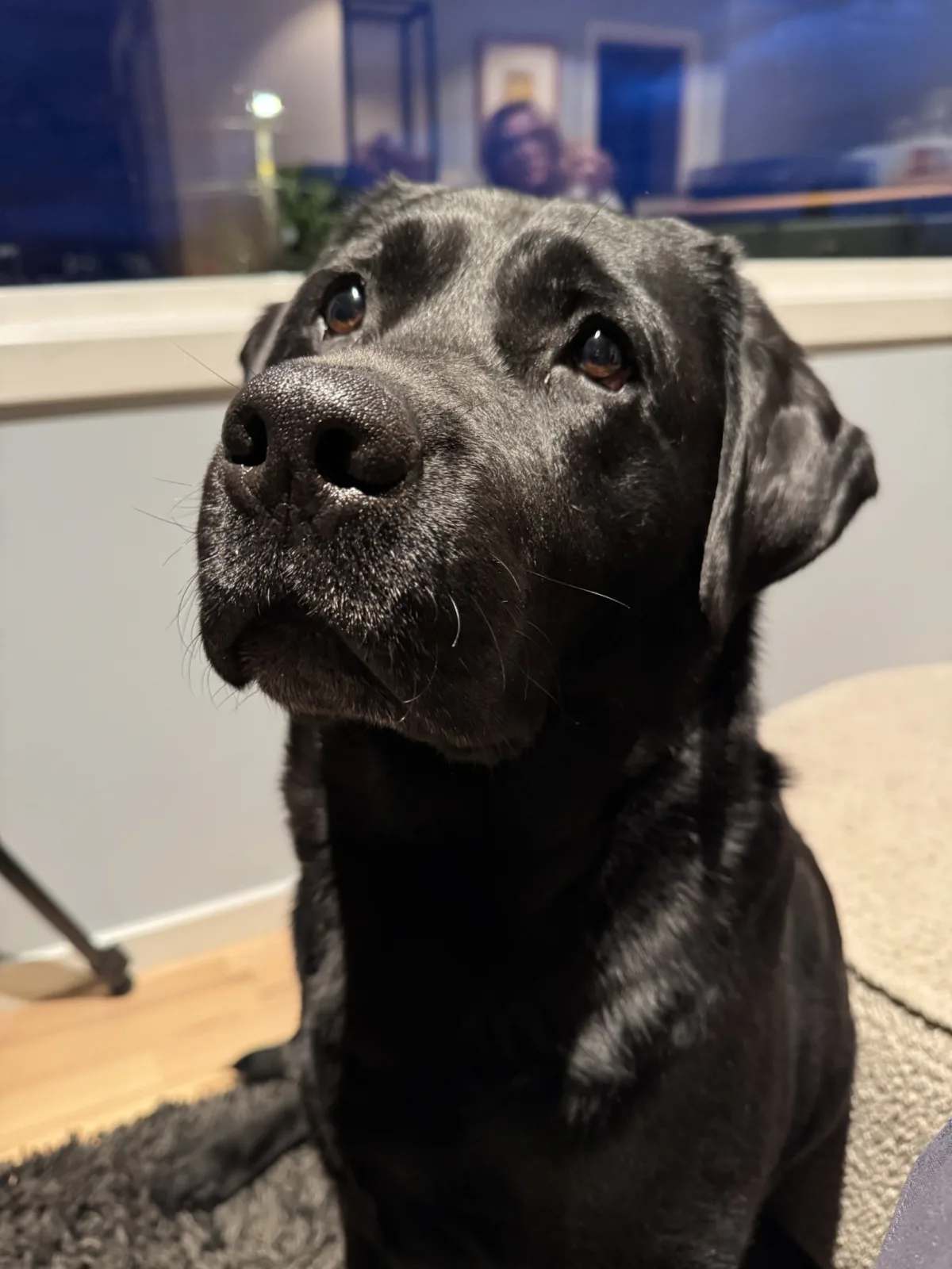 En svart hund som legger hodet på skakke og ser opp innendørs.