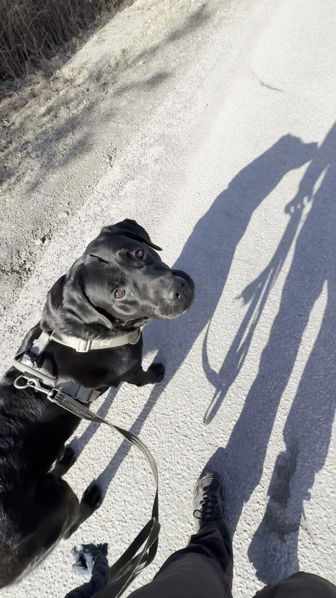 En svart hund med sele som ser opp mot føreren sin på en solfylt sti.