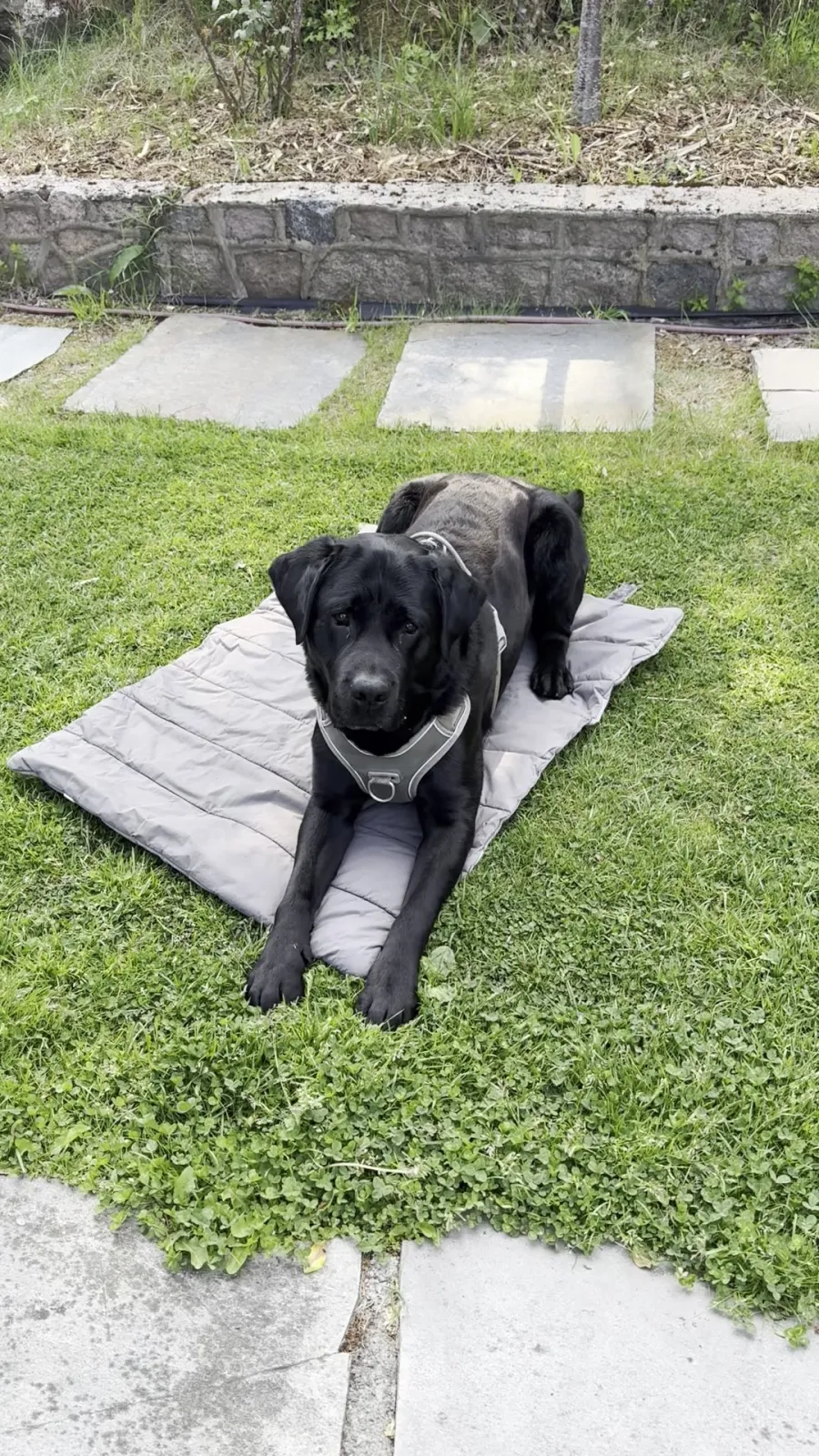 En svart hund med sele som ligger på en grå matte på gresset.