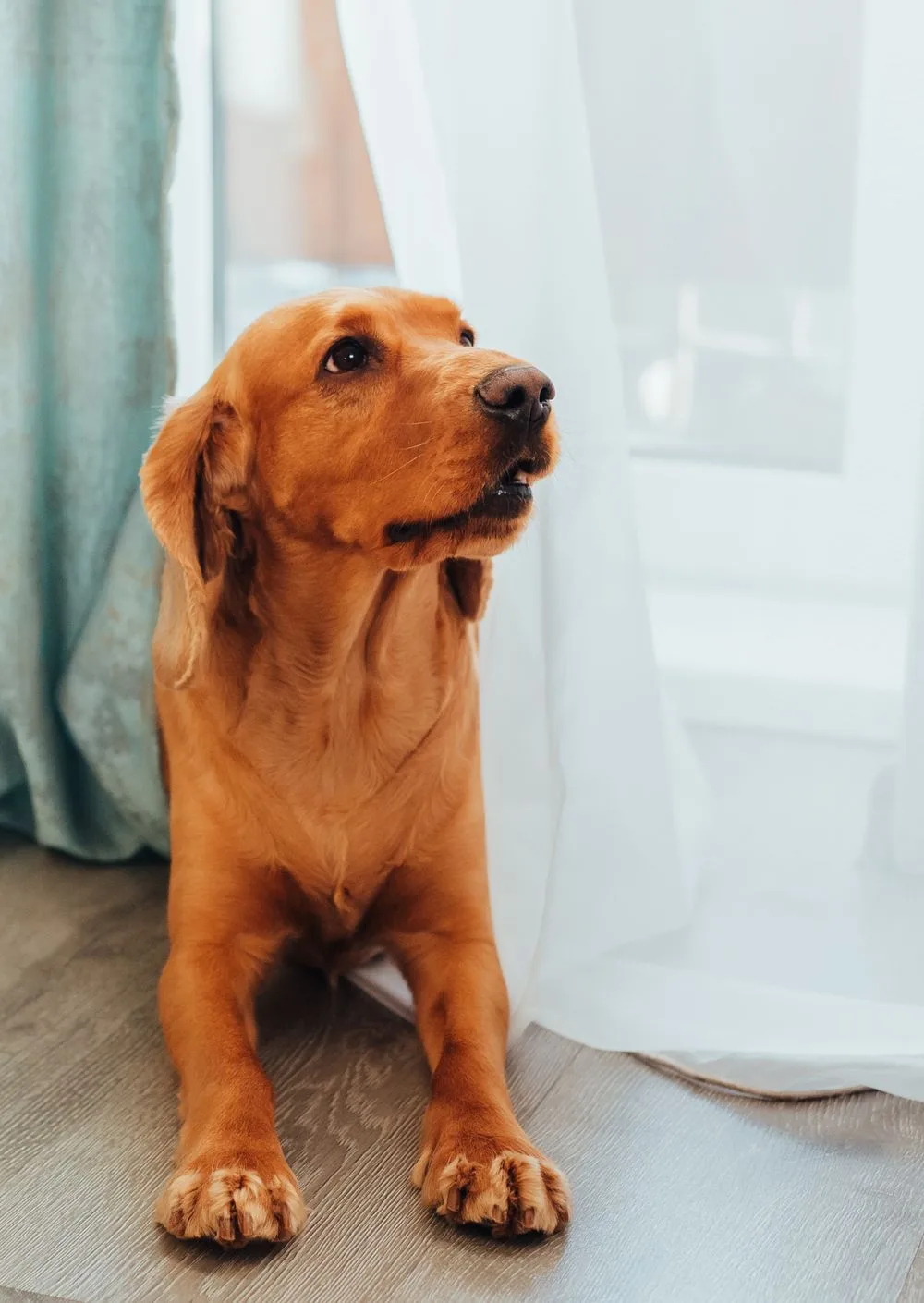 En gyllen hund som ligger på et tregulv ved et vindu med hvite gardiner.