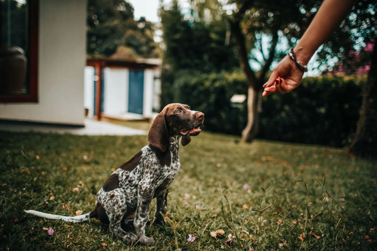 En brun og hvit hund som sitter på gresset og ser mot en hånd som tilbyr en godbit.