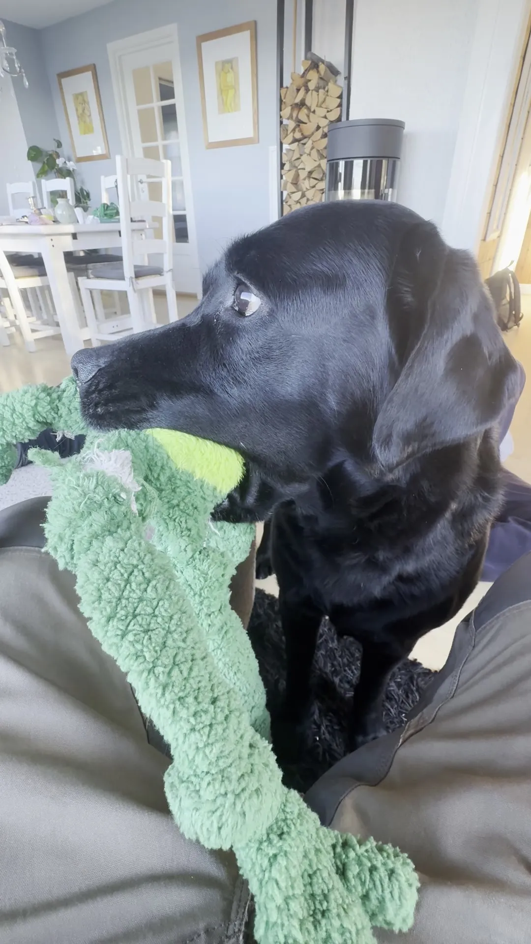 Baloo holding a green soft toy, ready to play.