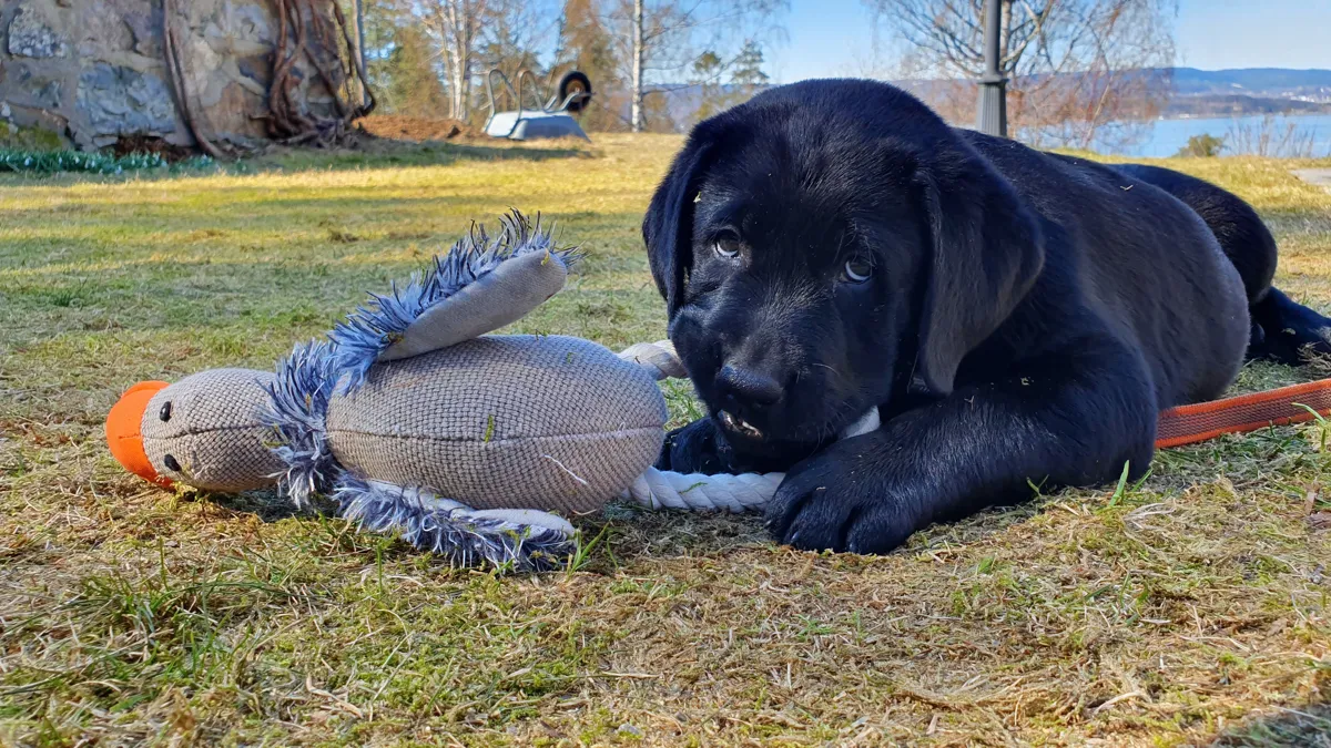 Black Labrador puppy lying in the grass with a soft toy
